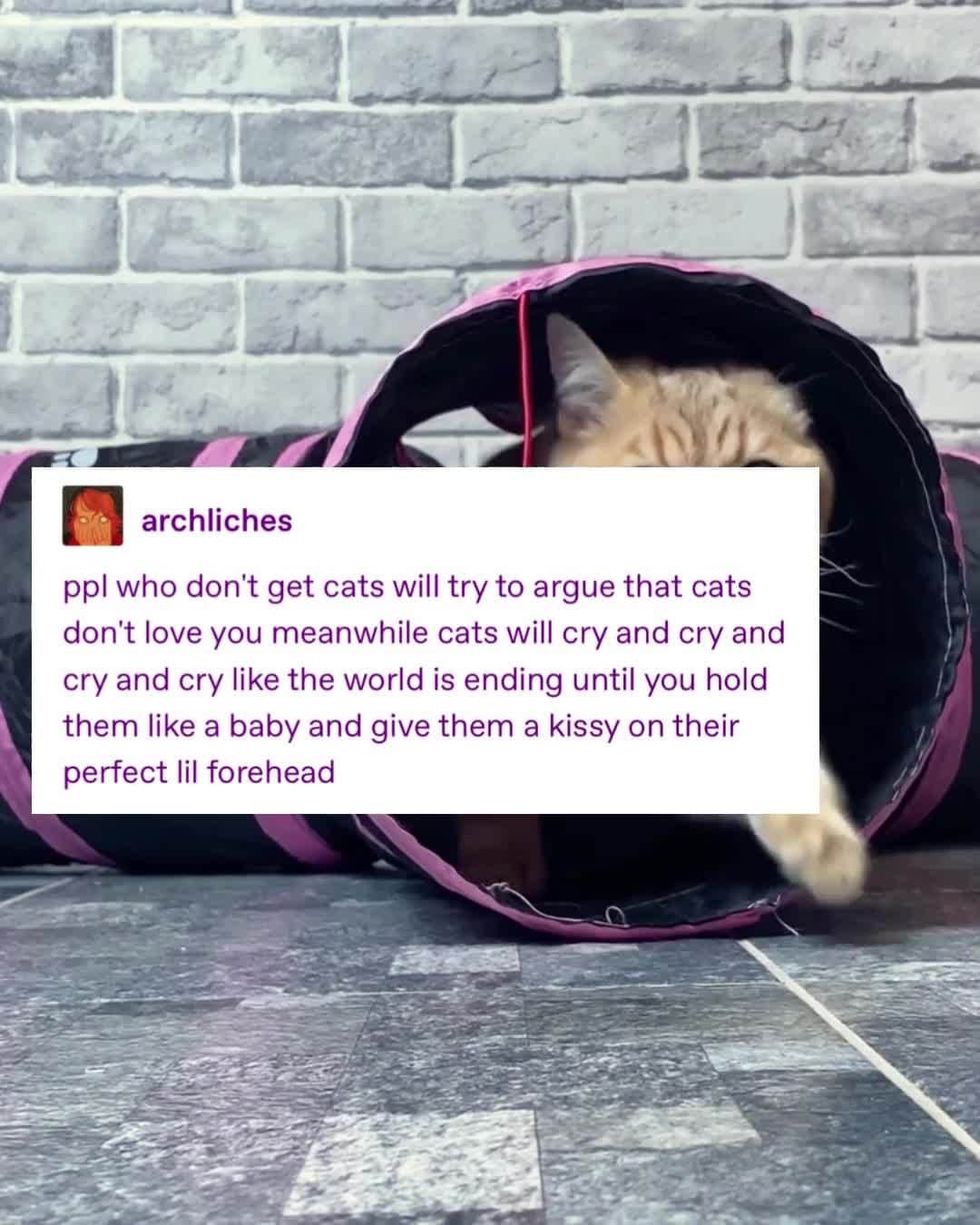 Tumblrのインスタグラム：「lil meow meows」