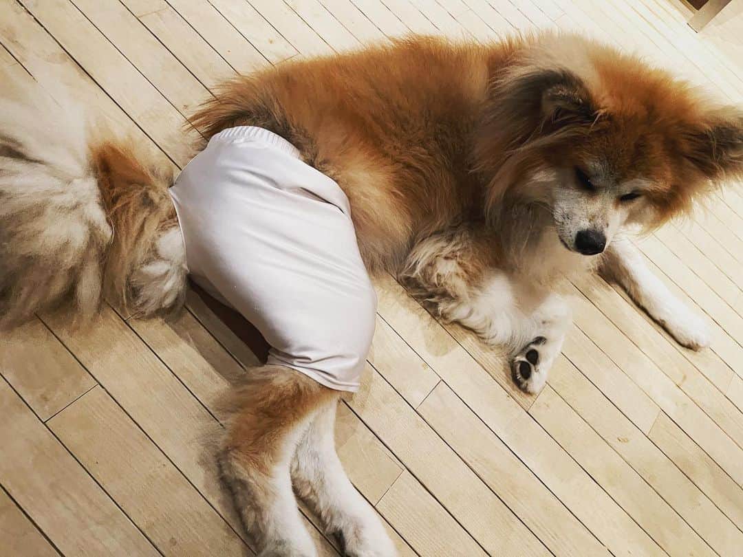 鈴井貴之さんのインスタグラム写真 - (鈴井貴之Instagram)「タケちゃん、なんでパンツはいてるの？ それはね、後ろ足の付け根が痒くて 舐めちゃうからだよ。 因みにこのパンツはパパのサッカー用の インナー。 #秋田犬  #秋田犬むく毛」6月15日 22時58分 - suzuitakayuki