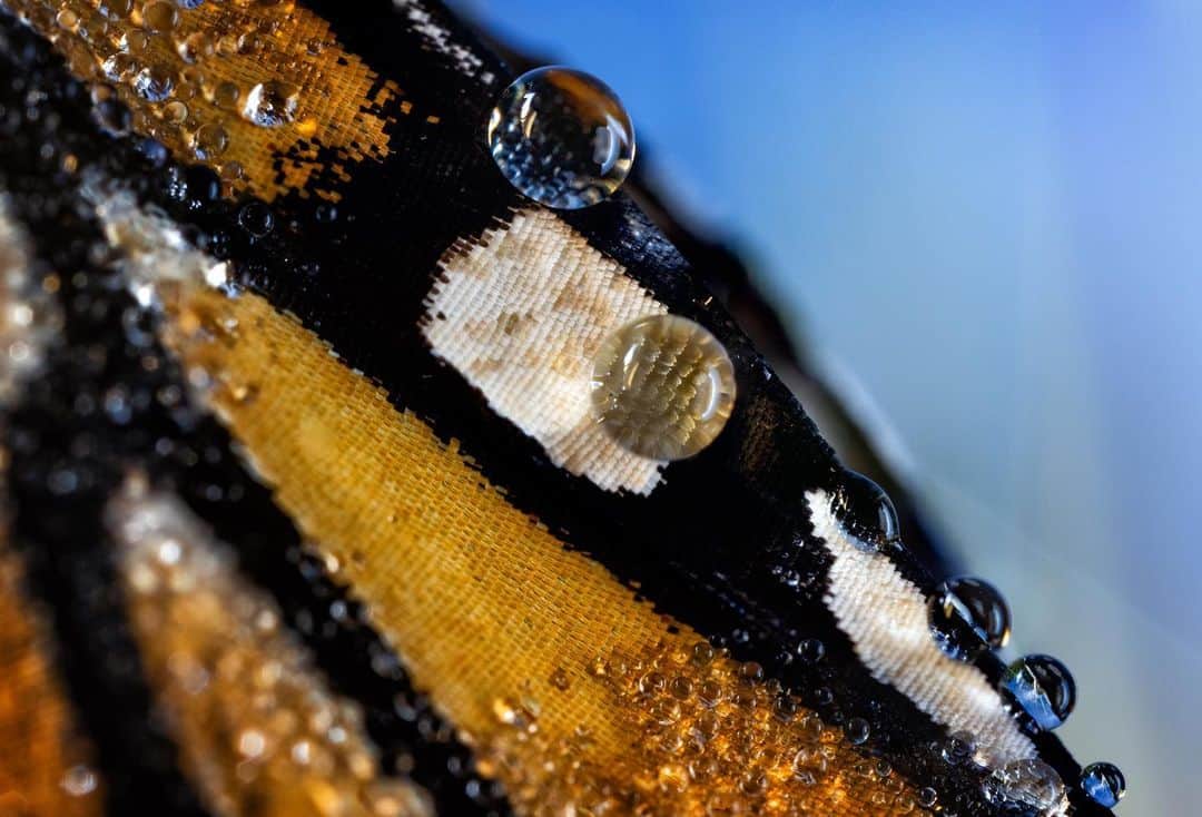 アンジー・ペインのインスタグラム：「Monarch butterfly + morning dew, part II. I’m super excited that one of the photos from this collection (photo 2) will be appearing on the cover of the upcoming issue of @sidetrackedmag. I wrote an article for the magazine as well about my macro photography and the process of discovering the adventures I can find right at my feet with the help of my camera. It has been both exhilarating and freeing to realize that nature’s insane beauty and the excitement of adventure don’t just exist in the far corners of the earth. Read more about it in the upcoming Sidetracked issue (link will be posted in my story). Thanks to John and Alex at Sidetracked for the opportunity to share my love of the small stuff!  • • • • • #macro #macrophotography」