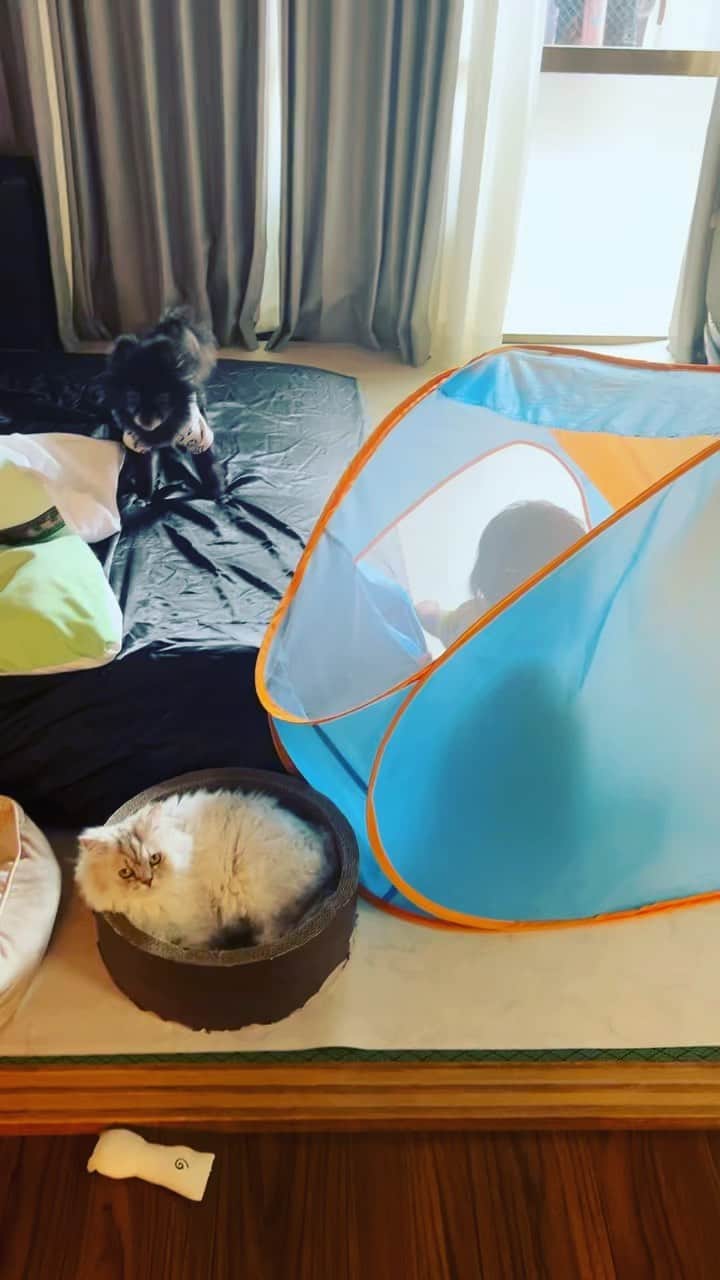 のインスタグラム：「何故か近くにいる…。逃げてー！って思うけど、何故か近くにいる…。 #犬と猫と2歳 #犬と猫どっちも飼ってると毎日たのしい」
