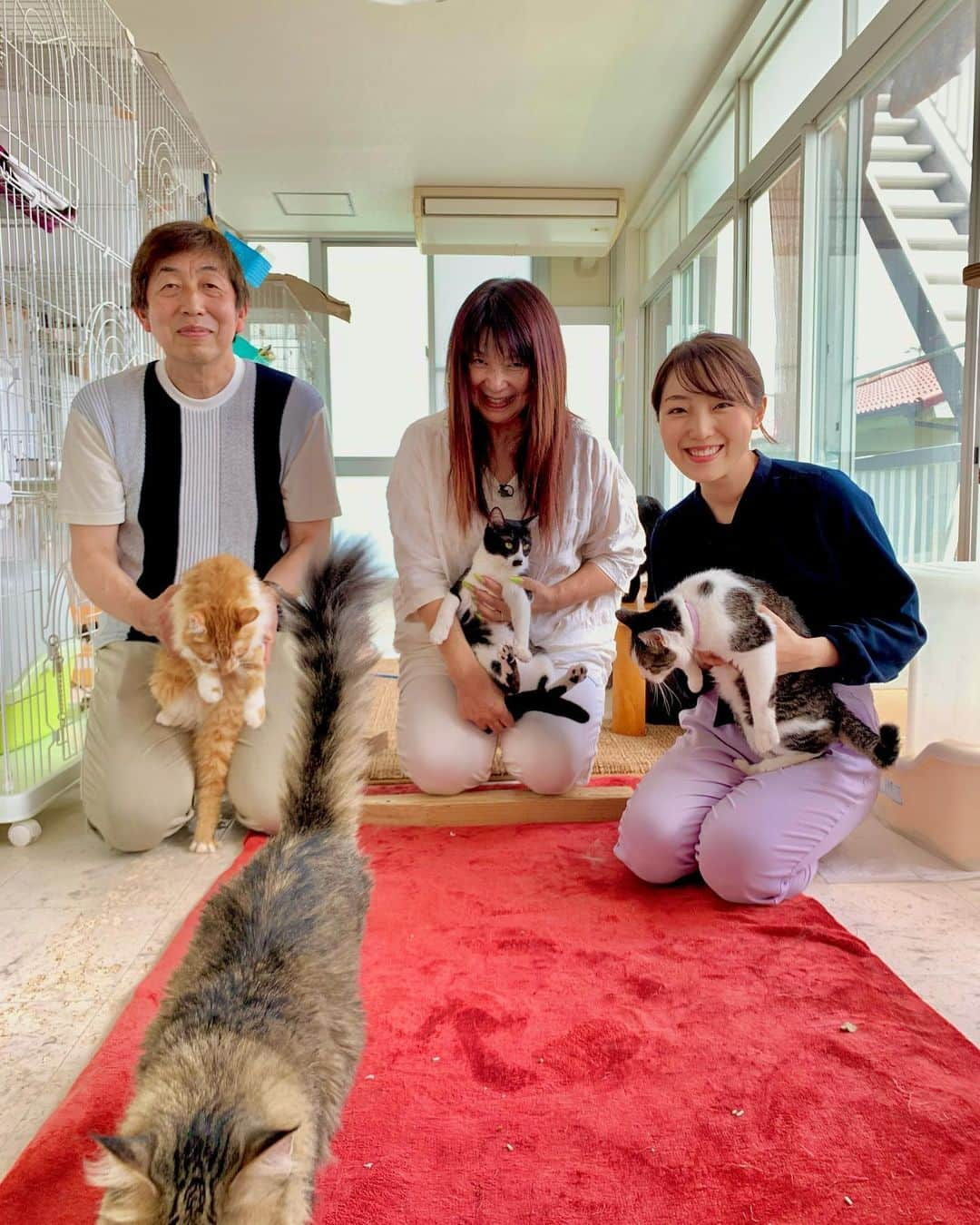 美川愛実のインスタグラム：「先日ＫＴＳライブニュースでお伝えした犬猫殺処分ゼロを目指す団体の活動。  昨年度鹿児島市では犬猫の殺処分がゼロとなりましたが、 これは鹿児島市の取り組みや、地元ボランティアのみなさん、動物愛護団体の努力で達成できたものです。  今回はそんな団体の１つ、ＮＰＯ法人あんじゅりあんを取材しました。 犬や猫の命をつないでくため、引き取り手の見つからない猫たちの家族を 探そうと奮闘しています。 私も今回の取材で詳しく知ったのですが、 こちらでは、神奈川県の愛護団体と一緒に殺処分ゼロに取り組んでいます。  鹿児島県で引き取り手の見つからない猫たちを、 人口の多い神奈川県に送っていて、 今後は神奈川県からは白血病などで譲渡できない猫たちを引き受けることを 考えているそうです。 猫たちが神奈川県へ送られるとき、空港まで一緒にお見送りに行きました。 きっと、幸せになってくれると願っています。  取材した内容はＫＴＳのホームページ内で きょうから概ね１週間（６月２３日ごろまで）公開されています。  #犬猫殺処分ゼロ  #あんじゅりあん  @npo.angelien   よろしければご覧ください！ https://www.kts-tv.co.jp/news/10571/」