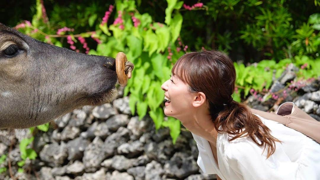 フミカさんのインスタグラム写真 - (フミカInstagram)「. . 撮影で訪れた竹富島にて 水牛の愛らしさにハートが爆発しました❤︎✨  *～*～*～*～*～*～*～*～*～*～*～*～*～*  ＼＼主演映画　ネット配信 & DVD発売中／／  『農家の嫁は、取り扱い注意！』part１& part２  ＼＼発売中／／  ◉1st写真集『桃色空気』  【デジタル写真集】  ◉『月光夜』（少年画報社） ◉『白昼夢』（少年画報社） ◉『軟体快楽天使』（集英社） ◉『フミカのヒミツ』Vol.1（講談社） ◉『フミカのヒミツ』Vol.2（講談社） ◉「刹那」（少年画報社） ◉「ベストOfフミカ 砕けて光るガラクタな世界に」（小学館） ◉「極ナマ。」（集英社） ◉「密事」（少年画報社） ◉「美しさとは.....」（集英社） ◉「第四章 22世紀まで愛して」（小学館） ◉「第三章 押し寄せる愛の波」（小学館） ◉「第二章 もっと奪って私の愛を」（小学館） ◉「愛のめばえ」 (少年画報社) ◉「第一章 愛をあつめて」 (小学館) ◉「月刊＋vol.1」 (小学館) ◉「月刊＋vol.2」 (小学館)  #週刊プレイボーイ#SENSE #農家の嫁は取り扱い注意 #フミカ#フミカグラビア #フミカキック#グラビアモデル#グラビア #ヤングジャンプ#ヤングジャンプ表紙 #ヤングキング#表紙#巻頭グラビア #国民的巨乳のお姉さん#FRIDAY #グラビア撮影#撮影#l4l#フライデー #週刊ポスト#月刊プラス#週刊現代 #デジタル写真集#発売中 #フォトテクニックデジタル #プライベート#オフショット #2022年カレンダー#カレンダー」6月16日 14時05分 - fu_mi_ka_516