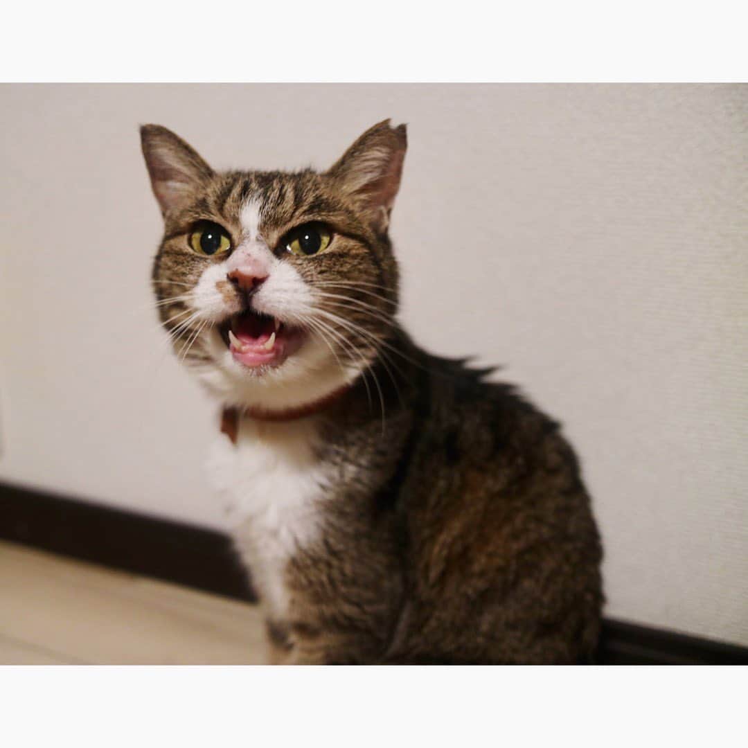 砂川一黄さんのインスタグラム写真 - (砂川一黄Instagram)「よく鳴いてよく甘えてよく食べてよく眠る元野良猫 撫でられるの大好き猫  #猫 #cat #保護猫と暮らす #保護猫との暮らし」6月16日 14時59分 - sunagawa_cnr