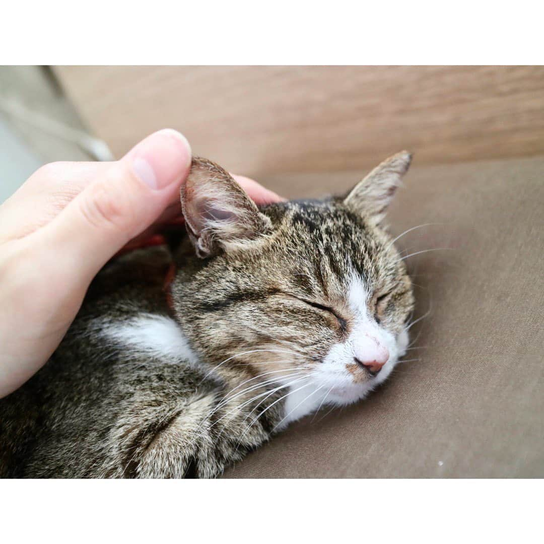 砂川一黄さんのインスタグラム写真 - (砂川一黄Instagram)「よく鳴いてよく甘えてよく食べてよく眠る元野良猫 撫でられるの大好き猫  #猫 #cat #保護猫と暮らす #保護猫との暮らし」6月16日 14時59分 - sunagawa_cnr