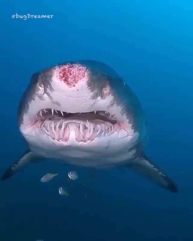 WildLifeのインスタグラム：「Follow @discoversharks for more amazing videos of sharks 🦈Video by @_bugdreamer_ 🦈⁠」