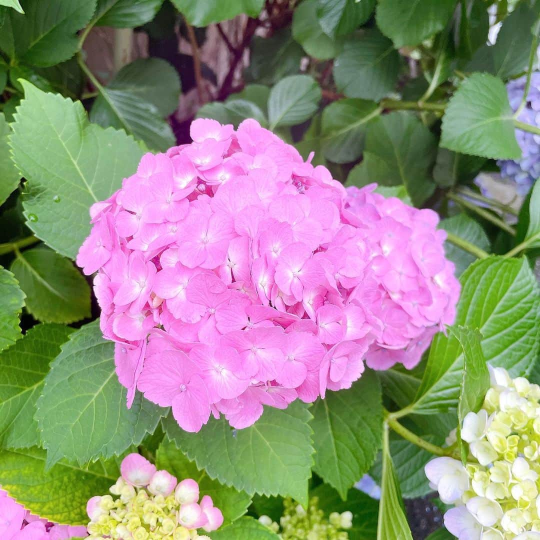 長久友紀さんのインスタグラム写真 - (長久友紀Instagram)「みんな違ってみんな良い  #紫陽花」6月17日 2時22分 - nagakuyuki