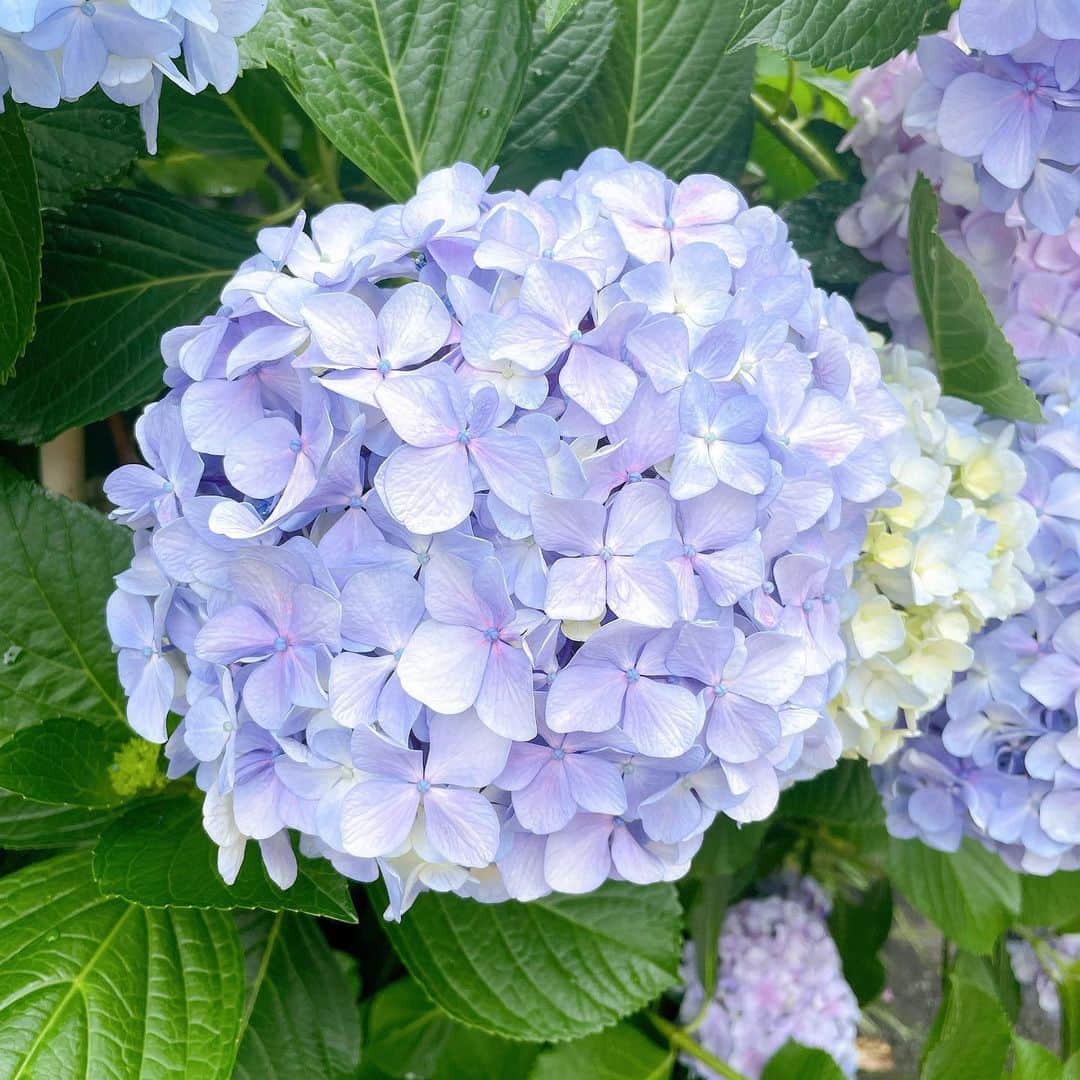 長久友紀のインスタグラム：「みんな違ってみんな良い  #紫陽花」