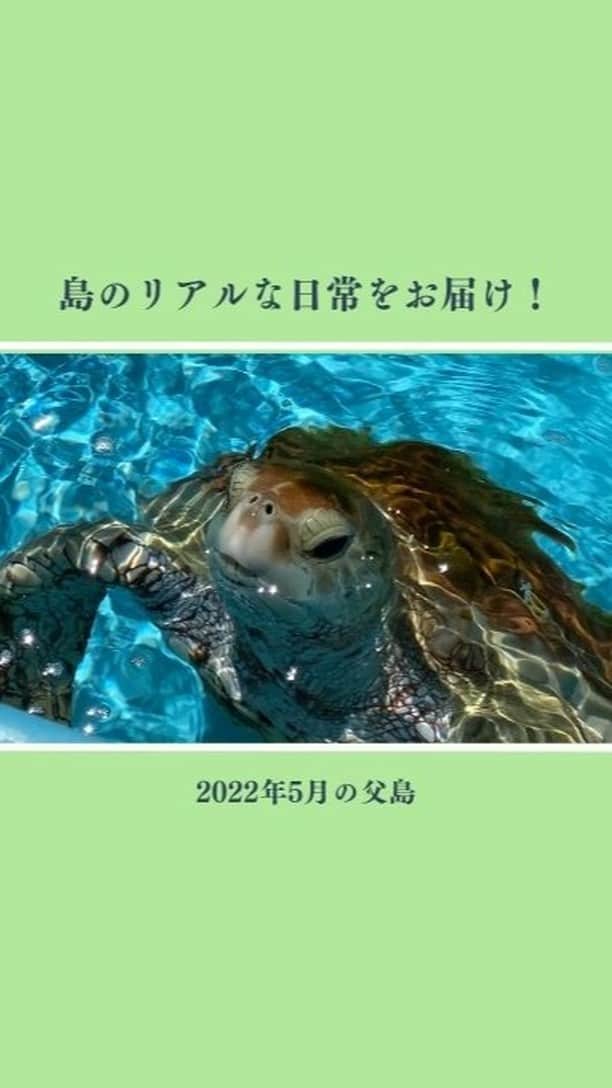 小笠原村観光協会のインスタグラム：「【島の日常をお届け！】2022年5月の父島  小笠原諸島の父島の生活ってどうなの？観光の楽しみ方は？月ごとの小笠原はどんな感じなの？ そんな様々な疑問にお答えできるように、父島の日常やイベントなどをお届けするこの企画！今回は「2022年5月の父島」をお届けします！！  5月は、#アオウミガメの産卵シーズン到来 #おがさわら丸のドック入り #ドック中の静かな父島 #おが丸ドック期間中の様々な来島船 などがありました＾＾  #小笠原 #小笠原諸島 #小笠原諸島父島 #父島 #小笠原村観光協会 #ogasawara #boninisland #ogasawaraisland #島暮らし #小笠原の日常 #小笠原の楽しみ方 #離島暮らし #ここも東京 #船で24時間 #船のある風景 #ogasawalove #5月の小笠原」