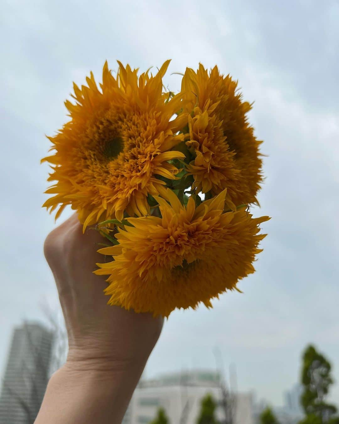 清原亜希さんのインスタグラム写真 - (清原亜希Instagram)「おはようございます。  本日は母の成人式です…笑  20歳のお祝いは、このInstagramです。 私が今ここにいることの証…笑  早いもので天国へ引っ越し20年。 ひとつ後悔するならば、母に病名を伝えず、隠し続ける事が優しさだと思っていた。  時代もある。選択できた… 今思えば母の人生であるべきだった。  母に伝えてさえいれば… 母はどんな事を残したかな…  そんな想いがこの日だけは毎回頭をぐるぐるさせます。  母がくれた忘れられない言葉があります。  『ここには何もないから、亜希の好きなようにしなさい。』  15歳の私に言い切った言葉です。  その意味がようやく53歳あたりで分かってきた気がしてます。笑  この言葉がなかったら今の私はいない。  ここには何もないから…  成人式万歳〜〜。🤣🤣  なんだか今朝はお祝い気分です。  #617 #命日 #2002617 #成人式 #ここには何もないから」6月17日 7時06分 - shokatsu0414