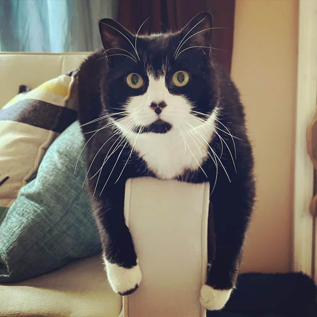 Tuxedo Cat Brosのインスタグラム：「The cutest couch potato. 🥔」