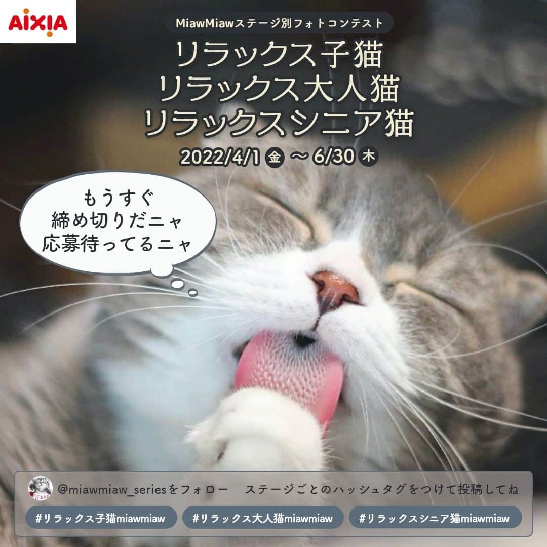 MiawMiawのインスタグラム：「＼猫ちゃんのフォトコンテスト開催中🐈‍⬛🏆！／⁣  miawmiaw_seriesはただいま「リラックス子猫・リラックス大人猫・リラックスシニア猫」フォトコンテストを開催中です🌞💕⁣ まだ応募していない猫ちゃんはいませんか？締め切り間近なので急いで🐈💨⁣  何度でも、何枚でも、昔の写真でも大丈夫！自慢の写真をもう一度チェック❣️ リラックス猫ちゃんのシャッターチャンスも逃さずゲットしましょう🤳  皆さまのご参加をお待ちしております😻  ＜参加方法＞⁣ ＜参加方法＞⁣ ① @miawmiaw_series (ミャウミャウ公式アカウント)をフォロー⁣ ② 応募テーマに合った写真を撮影する（過去の写真でももちろんOKです)⁣ ③ 下記のフォトコン専用ハッシュタグの中から、一つ選んで投稿する（複数応募・複数枚投稿可）⁣ ※キャンペーン期間外(過去投稿)の投稿に応募ハッシュタグを付けた場合はキャンペーンの応募対象外とさせていただきます。ご了承ください。⁣ ⁣ ＜フォトコン専用ハッシュタグ＞⁣ 写真の猫ちゃんのステージに合った①～③のいずれかの応募テーマを選択し、指定のハッシュタグを付けて投稿してください♪⁣ ⁣ 【①リラックスしている子猫ちゃんのフォト】⁣ #リラックス子猫miawmiaw ⁣ 【②リラックスしている大人猫ちゃんのフォト】⁣ #リラックス大人猫miawmiaw  【③リラックスしているシニア猫ちゃんのフォト】 #リラックスシニア猫miawmiaw ⁣ ☆フォトコンテスト期間中、指定のハッシュタグでご参加いただいている方を、当アカウントでご紹介させていただくこともございます😻📷♪⁣ ⁣ ＜募集期間＞⁣ 2022年4月1日(金)～2022年6月30日(木)23:59まで⁣ ⁣ ＜賞品＞⁣ 🏆金賞　各テーマ1名 計3名様　：投稿フォト入りオリジナル猫用爪とぎ＋ステージごと（子猫用・成猫用・シニア猫用）MiawMiaw商品詰め合わせ⁣  🏆銀賞　各テーマ3名 計9名様　：オリジナルQUOカード( 合計800円分)＋ステージごと（子猫用・成猫用・シニア猫用）MiawMiaw商品詰め合わせ⁣ ⁣ ⁣ ＜当選者様へのご連絡＞⁣ 当選者発表は7⽉下旬を予定しております。⁣ 当選者の⽅には Instagram上のDMにてご連絡いたします。⁣ ⁣ ＜ご注意＞⁣ ＊本キャンペーンにご参加いただくことにより、本募集要項に同意いただいたものとみなします（未成年の方については、親権者に同意いただいたものとみなします）。⁣ ＊選考時に、アカウントフォロー及び指定のハッシュタグ投稿を継続いただいていることが確認できない場合、選考の対象から外れることがあります。フォトコンテスト終了からおおむね1か月程度、参加条件に達する状態を継続いただくことをお勧めします。⁣ ＊アカウントを非公開設定にしている場合は選考対象外となります。⁣ ＊再選考は行いません。⁣ ＊当選者は、配送の都合で日本国内にお住まいの方に限らせていただきます。⁣ ＊企業アカウントからのご応募は選考対象外となります。⁣ ＊賞品の返品・交換はできませんのでご了承くださいませ。⁣ ＊賞品の転売は禁止させていただきます。⁣ ＊通信環境の問題でDMが不着となった場合、又はご当選通知のDMに記載の手続きを履行いただけない場合、ご当選の資格は無効となります。⁣ ＊賞品画像はイメージとなります。⁣ ＊本キャンペーン参加にあたって生じるインターネット接続料や通信料、当選連絡DMに記載の手続を履践するにあたって生じる諸費用は、ご本人様の負担となります。⁣ ＊本キャンペーンで投稿いただいた写真や動画は、当社公式Instagramアカウントにてご紹介させていただく場合がございます。なお、このご紹介は選考結果とは関係がありません。⁣ ⁣ たくさんのご応募お待ちしております😻！⁣ ⁣ #miawmiaw #ミャウミャウ⁣ #部屋ねこ #おうち時間を楽しむ #フォトコンテスト #コンテスト #プレゼント企画 #プレゼント #プレゼントキャンペーン #キャンペーン開催中 #キャンペーン #ねこのいる生活 #ねこばか #ネコ好き #猫 #ねこ #ネコ #にゃんこ #猫部 #猫のいる暮らし」