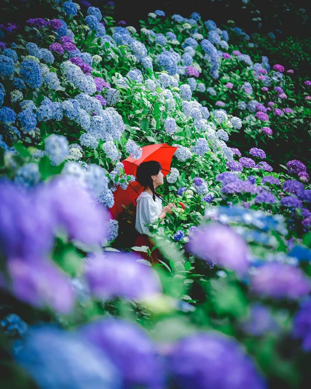 梶原憲之さんのインスタグラム写真 - (梶原憲之Instagram)「. あじさいの季節  #岡山#種松山公園#種松山公園西園地 #紫陽花#photoplusme #team_jp_  #art_of_japan_ #倉敷 #カコソラ #東京カメラ部 #photo_jpn #photo_shorttrip  #igersjp #はなまっぷ #岡山県 #tokyocameraclub#retrip_news #daily_photo_jpn#絶景 #light_nikon  #jalan_travel #japan_of_insta#japan_bestpic_」6月17日 21時09分 - kaji_nori06