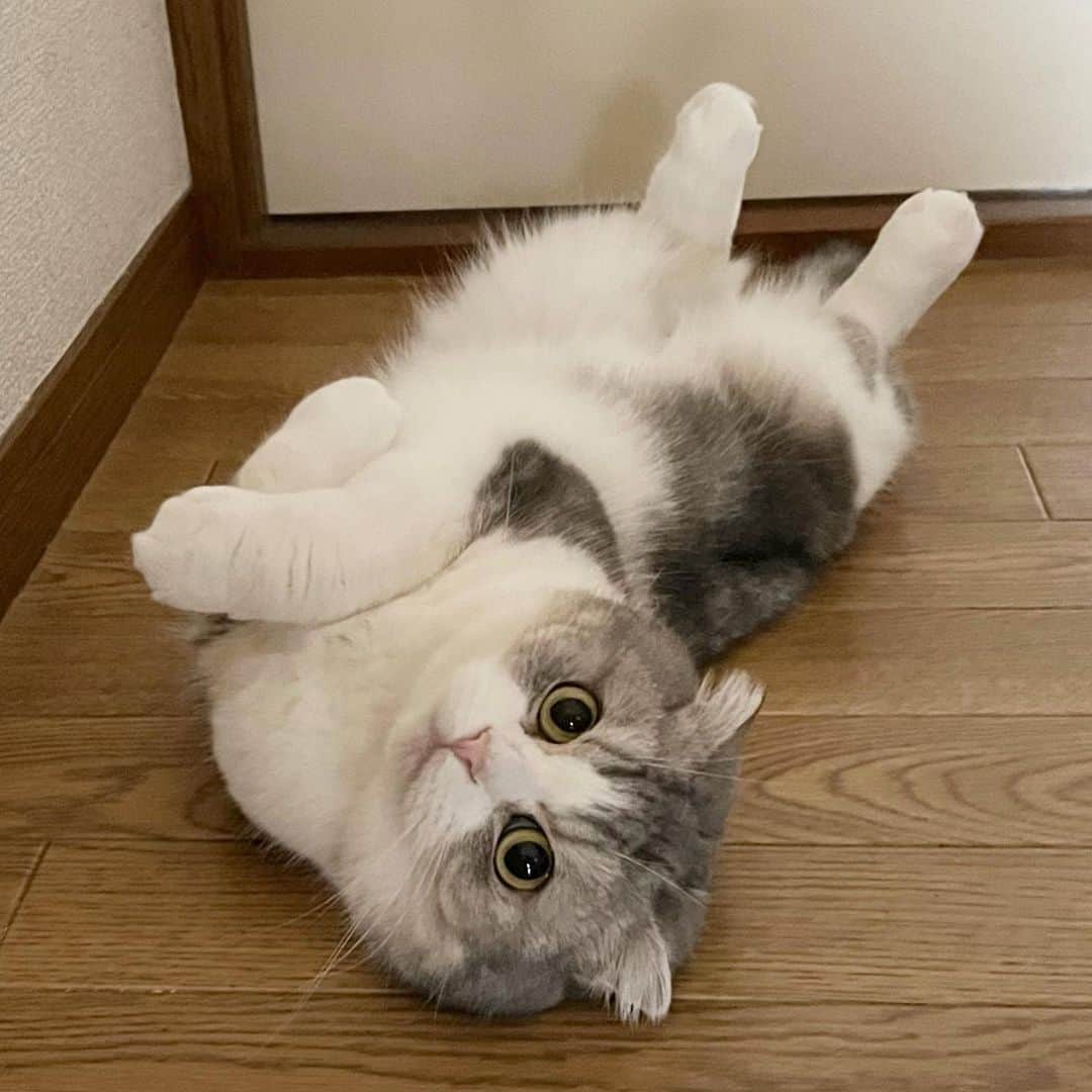 *eri*のインスタグラム：「┈ ✿ ⁡ こんばんは｡･*･:♪ ⁡ ⁡ お久しぶりのへそ天にゃん😸💓 ⁡ ⁡ ⁡ 2022.6.17 #猫 #ねこ #スコティッシュフォールド #ネコ #ねこ部 #にゃんこ #スコティッシュ#ニャンコ#ペット#スコ#猫部#cat #Scottishfold#へそ天」