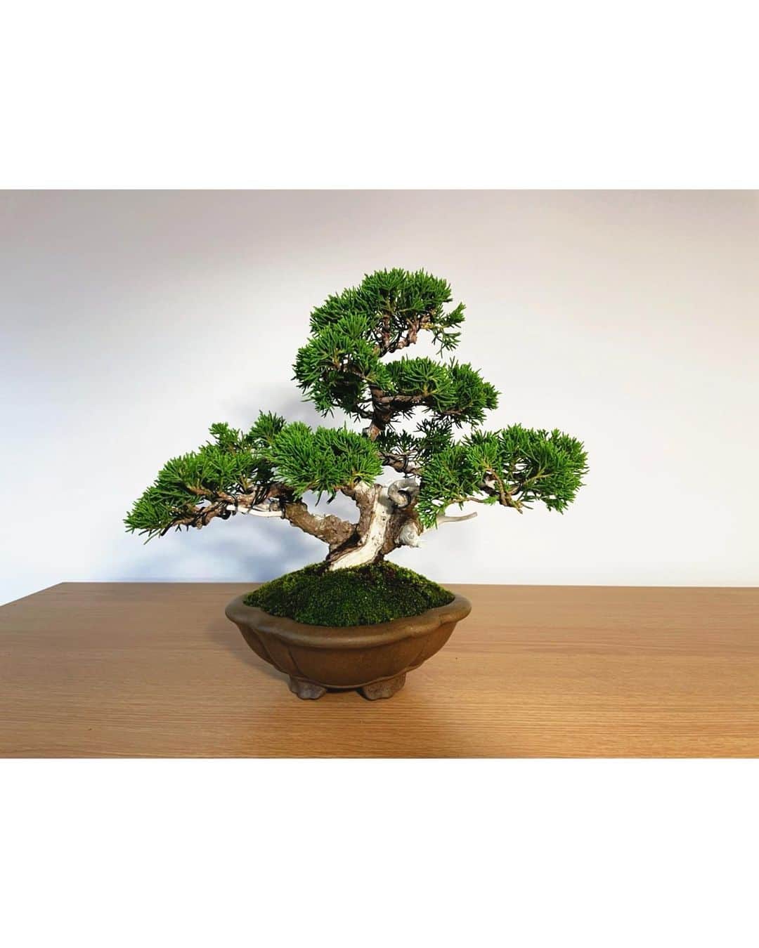 西野太盛のインスタグラム：「new盆栽  真柏  #盆栽 #bonsai」