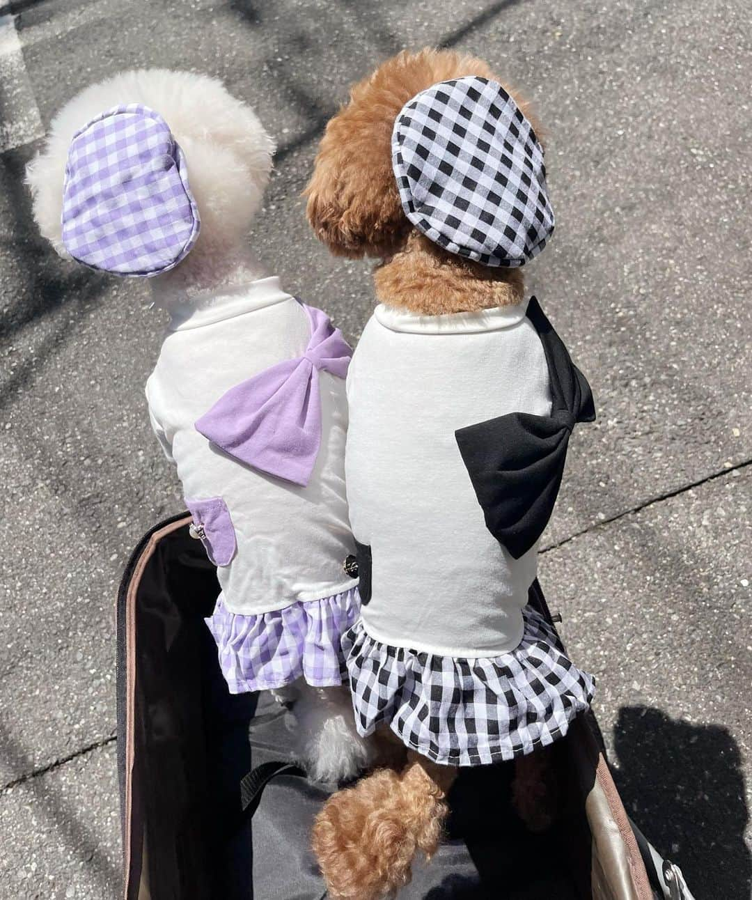 MIKAのインスタグラム：「頭がでかいんじゃなくて帽子が小さいだけです多分🏁💜🖤  #dogs #dogsofinstagram #poodle #toypoodle #プードル #トイプードル #おまるさん #ダブさん #ミルさん #ぷーどる部 #プードルカット #🐩」