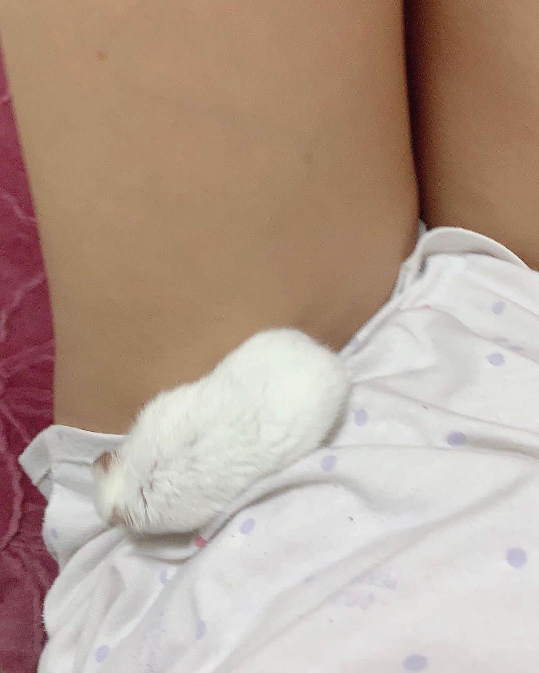 のインスタグラム：「毎日の稽古でくたくたで12時間寝てました🥱 ぱりゅに、出ちて出ちてアピールされちゃったからには起きるしかないのだ。   最終稽古、いってきます☺️💓    #グラドル #自作PC #メカ好き #メカ女子 #ゲーマー  #ラジオ #Radiotalk #声フェチ #asmr #巨乳 #童顔 #癒し  #YouTube #radio #asmrtist #japanese #model #pinupgirl #instaphoto #portrait #followme #instalove  #水着 #ビキニ #じどり」