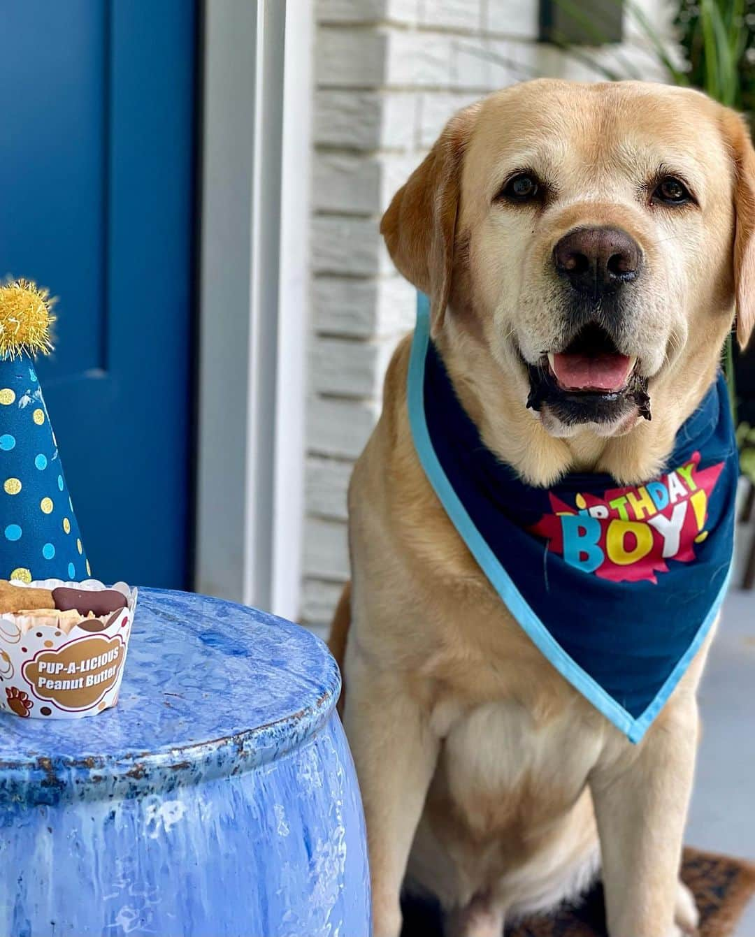 Huckさんのインスタグラム写真 - (HuckInstagram)「Celebrating turning 7️⃣ today! Happy birthday to me! 🎉💙🥳🎈🎂🐾 . . . . . . . . #talesofalab #worldofmylab #yellowlabsquad #englishlabofinstagram #fab_labs_ #labrador_class #yellowlabsofinstagram #labsofinstagram #labsofinsta #labstagram #labphotooftheday #dogstagram #lab_of_insta #worldoflabs #englishlab #thelablove_feature #labradorable #luvablelabsofinsta #yellowlab #yellowlaboftheday #birthday」6月18日 6時09分 - yellow_lab_named_huck