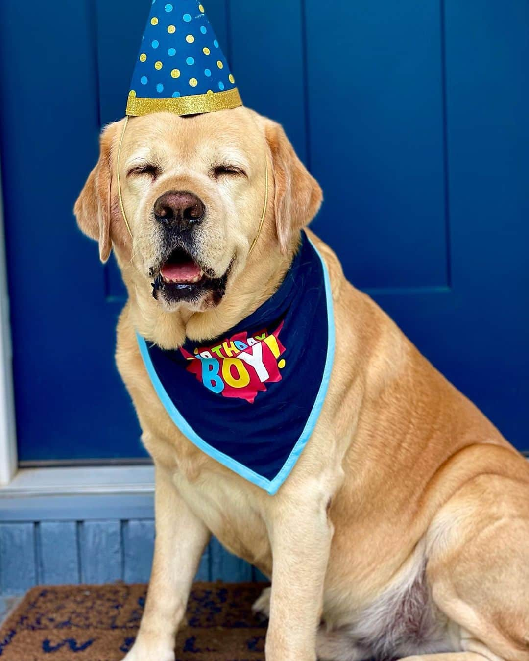 Huckさんのインスタグラム写真 - (HuckInstagram)「Celebrating turning 7️⃣ today! Happy birthday to me! 🎉💙🥳🎈🎂🐾 . . . . . . . . #talesofalab #worldofmylab #yellowlabsquad #englishlabofinstagram #fab_labs_ #labrador_class #yellowlabsofinstagram #labsofinstagram #labsofinsta #labstagram #labphotooftheday #dogstagram #lab_of_insta #worldoflabs #englishlab #thelablove_feature #labradorable #luvablelabsofinsta #yellowlab #yellowlaboftheday #birthday」6月18日 6時09分 - yellow_lab_named_huck