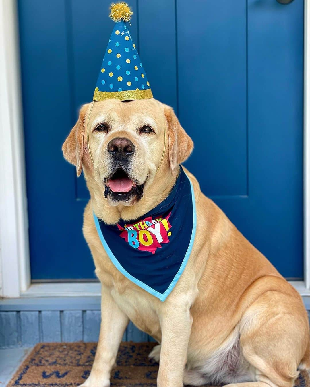 Huckのインスタグラム：「Celebrating turning 7️⃣ today! Happy birthday to me! 🎉💙🥳🎈🎂🐾 . . . . . . . . #talesofalab #worldofmylab #yellowlabsquad #englishlabofinstagram #fab_labs_ #labrador_class #yellowlabsofinstagram #labsofinstagram #labsofinsta #labstagram #labphotooftheday #dogstagram #lab_of_insta #worldoflabs #englishlab #thelablove_feature #labradorable #luvablelabsofinsta #yellowlab #yellowlaboftheday #birthday」