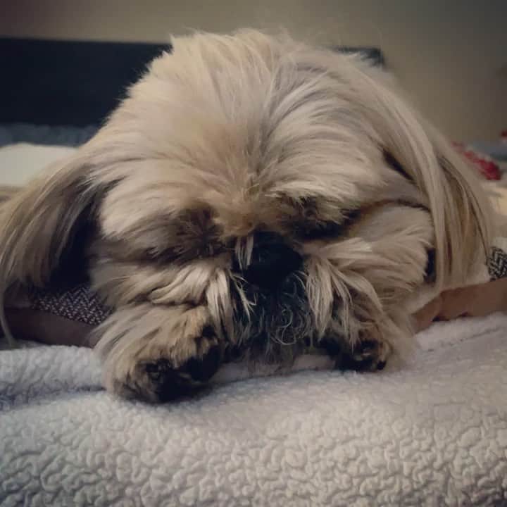 Dougie the Shih Tzuのインスタグラム：「Sleepyhead.  #fridaymomentofzen」