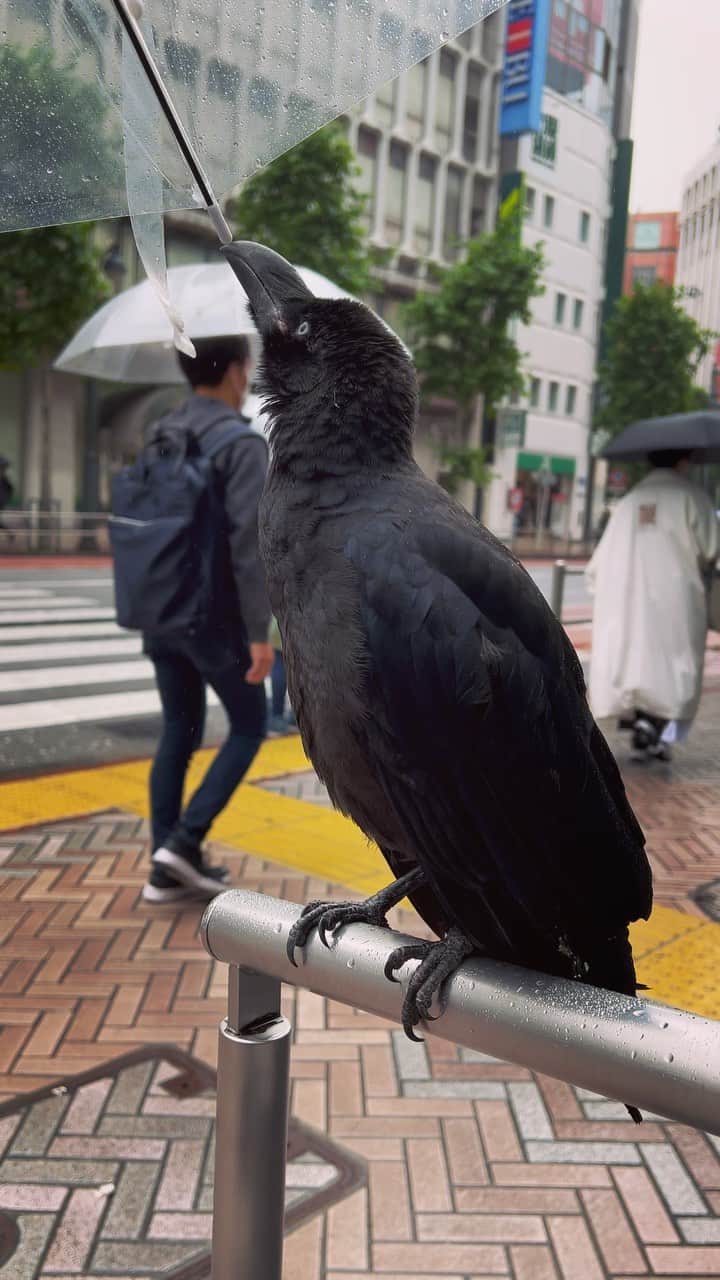 エリイ のインスタグラム：「カァーカァーｶﾗｽ 大好き！」