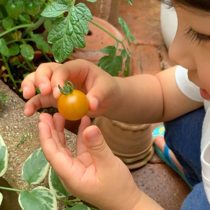 のインスタグラム：「/ こどもの日にみんなで植え替えた トマトの苗🌱🍅  今朝黄色いトマトを発見！ もうすぐ真っ赤なおいしいトマトになるね〜という間もなく 嬉しくてすぐに採っちゃう息子🤣 わかるよわかる、その気持ち。  次は真っ赤になるまで 待とうね〜！！！  #家庭菜園 #野菜作り #🍅🫑📖✏️  #息子のお仕事 #成長日記」