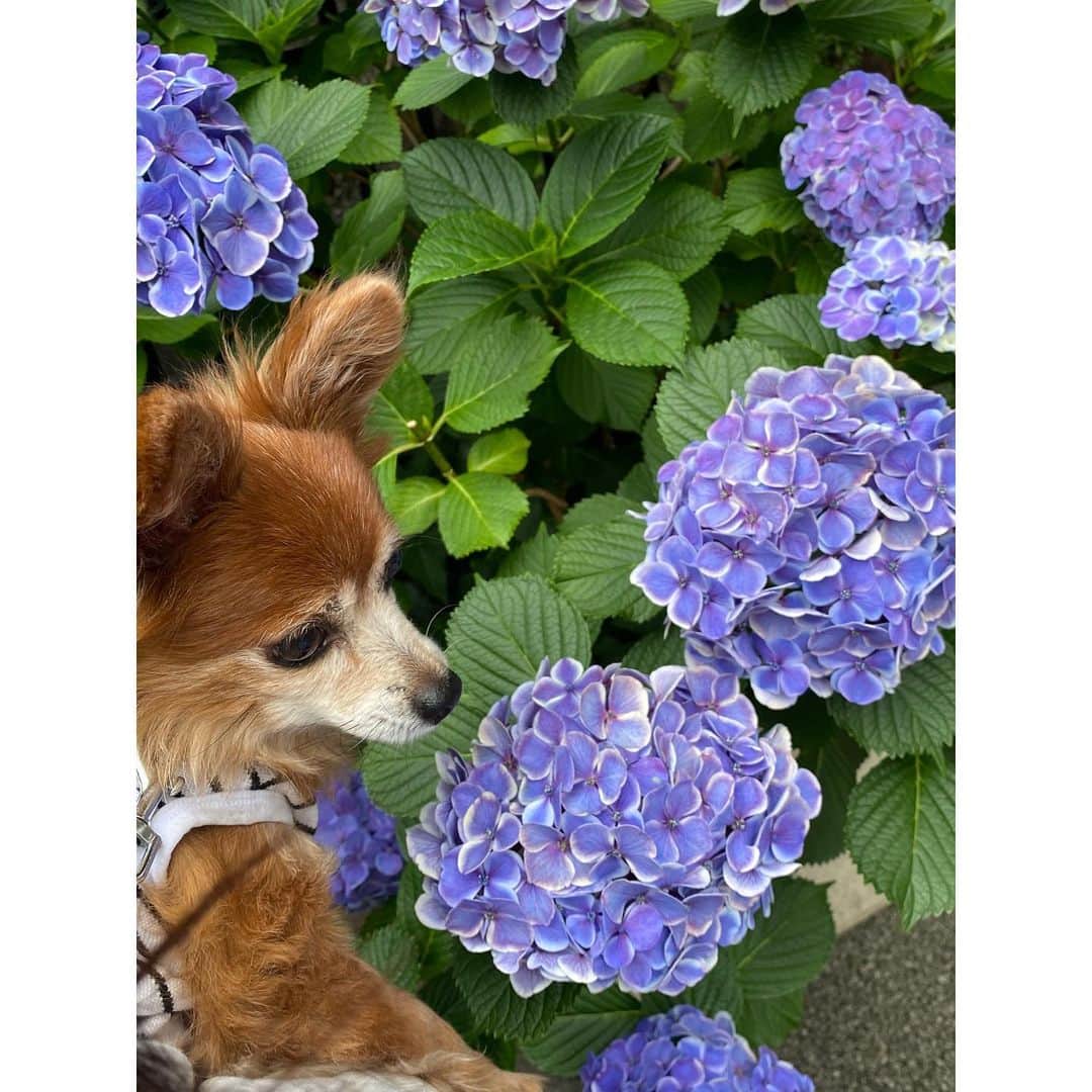 大島璃音のインスタグラム：「最近見た紫の花々💜 梅雨時期は紫のお花が多いのかな？あっという間にカメラロールに集まりました📷  お休みの日は、自然を求めて近場から遠くまでお散歩に行くので殆どの投稿がお花になってきてしまいました😅  梅雨入りしましたが、お天気に恵まれる週末のところが多くなりそうですね。 素敵な週末をお過ごしください🌼  ちなみに3枚目と8枚目、なんのお花か分かる方いらっしゃいますか？ぜひ教えてください💬」