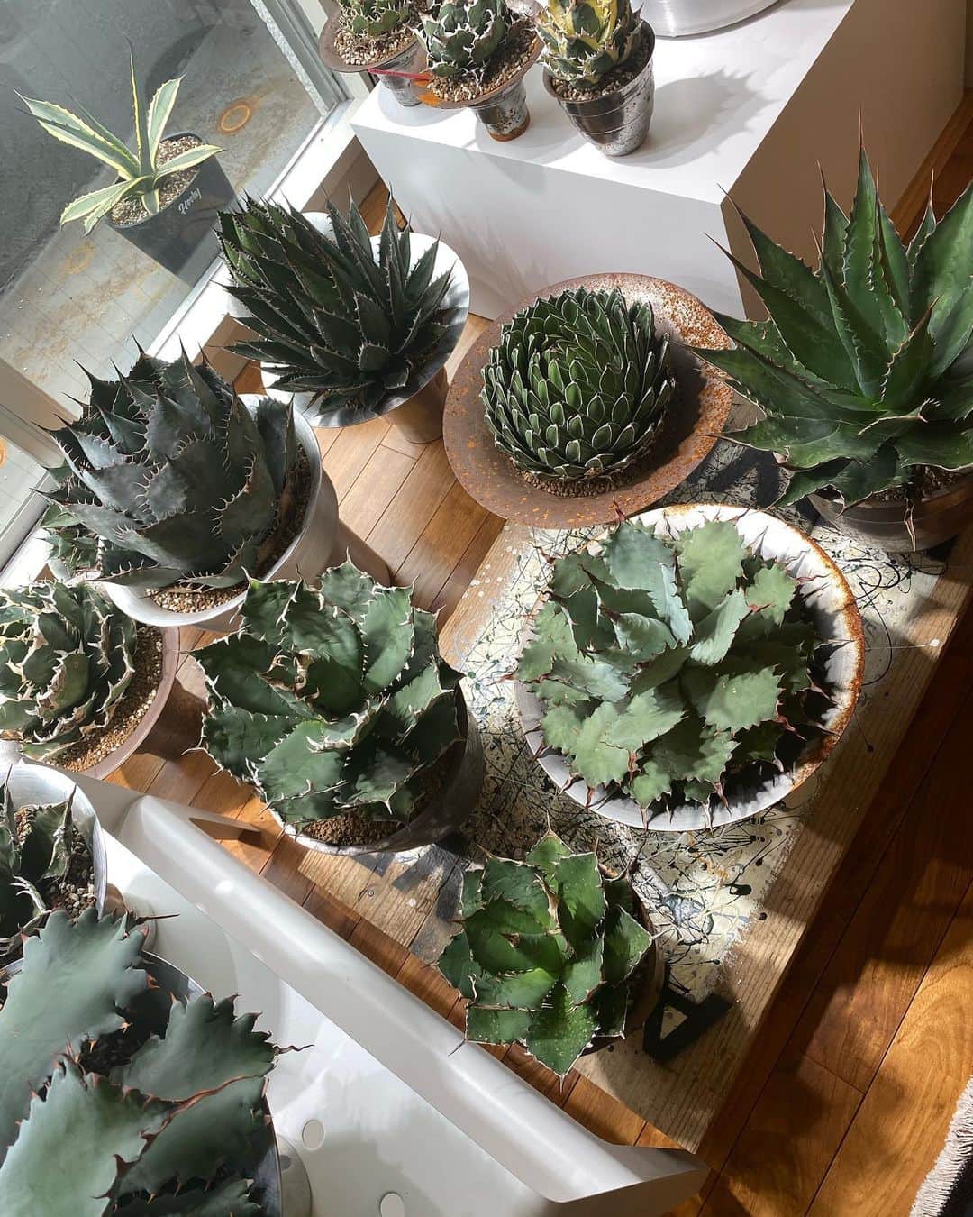 PORINのインスタグラム：「アガベは 愛でるのも メスカルとして 呑むのも好きです 🌵」