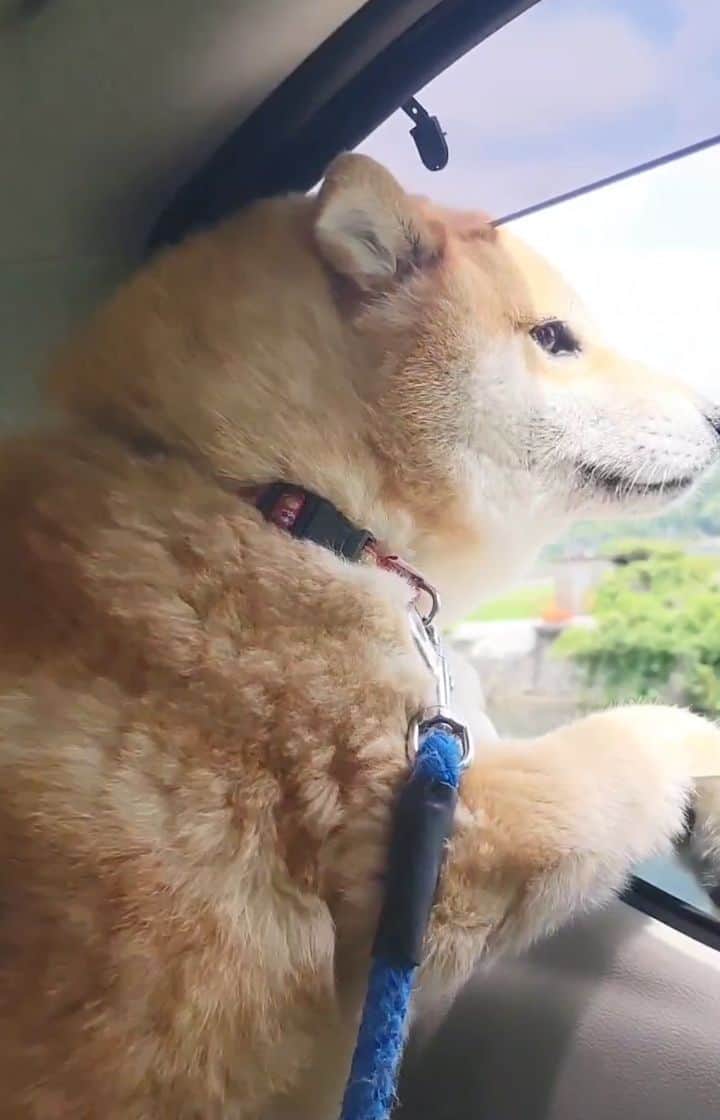 柴犬たま Shibainu Tamaのインスタグラム：「⠀ 先日、車を買い替えたので⠀ たまさん初乗車🚗💨💨⠀ ⠀ 最初はいつもの車じゃなくて不安そうだったけど、慣れてきたら窓から顔を出して気持ち良さそうに風を感じてました😊⠀ ⠀⠀⠀⠀ Caption trans🇬🇧⠀⠀⠀⠀ I recently bought a new car. So Tama will be driving a car for the first time🚗💨💨 She was apprehensive at first because it wasn't her usual car, but once she got used to the car, she looked good with her face out the window and the wind in her face😊⠀ ⠀⠀ #柴犬たま #たママ #たまーば #柴犬動画 #ドライブ #車好き #笑顔 #柴ドリル #shibedrill #shibadrill⠀ #柴犬 #shiba #shibainu #shibastagram #犬 #dog」