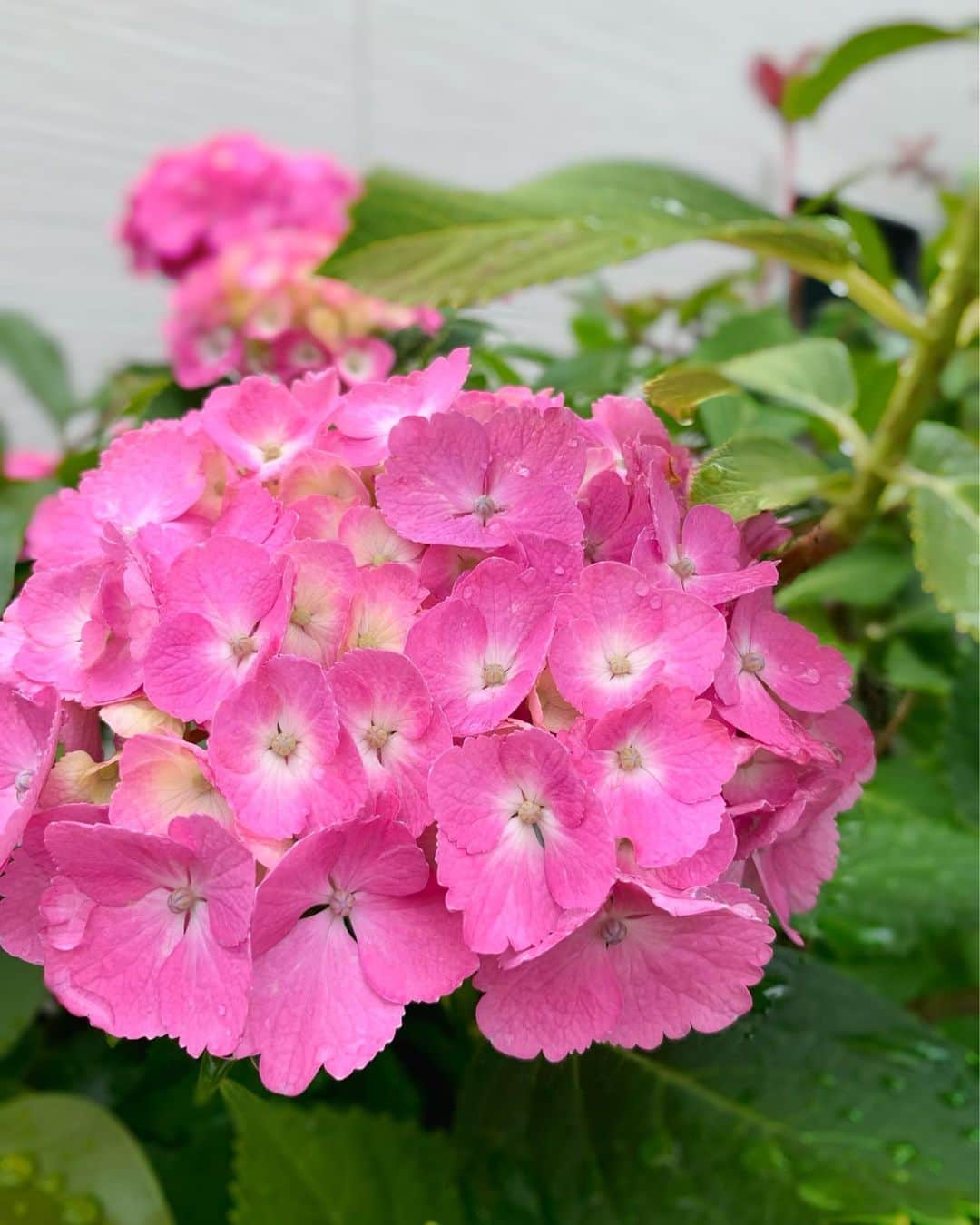 林莉世さんのインスタグラム写真 - (林莉世Instagram)「あじさい✨ ちょっと曇っていてさらに雨粒が残っている時が1番綺麗に感じる☺️ 梅雨には梅雨の楽しみ方がありますね〜  #紫陽花#アジサイ#あじさい#梅雨#花の写真#ピンクのアジサイ」6月18日 18時51分 - rise_hayashi