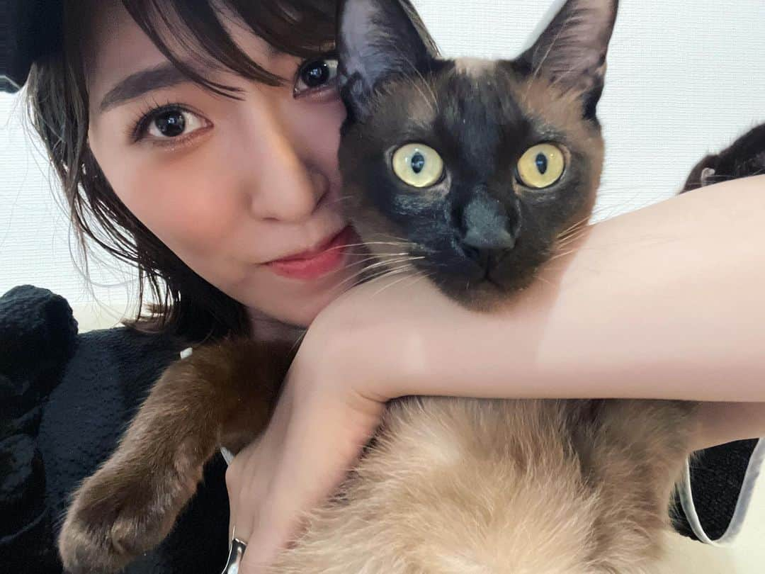 戸島花さんのインスタグラム写真 - (戸島花Instagram)「はい可愛い  #猫 #cat #トンキニーズ」6月18日 22時35分 - tojima_hana