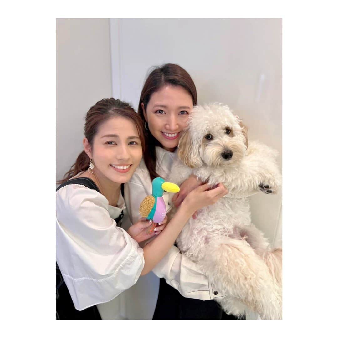 三田友梨佳のインスタグラム：「✳︎ 永島アナが我が家の愛犬ぱるむに会いに来てくれました🥰 可愛いプレゼントまでもらってご機嫌なぱるむなのでした🐶 #トリさんのぬいぐるみ🦜 #片時も離しません #今や傷だらけのトリさん #永島ちゃんありがとう💕」