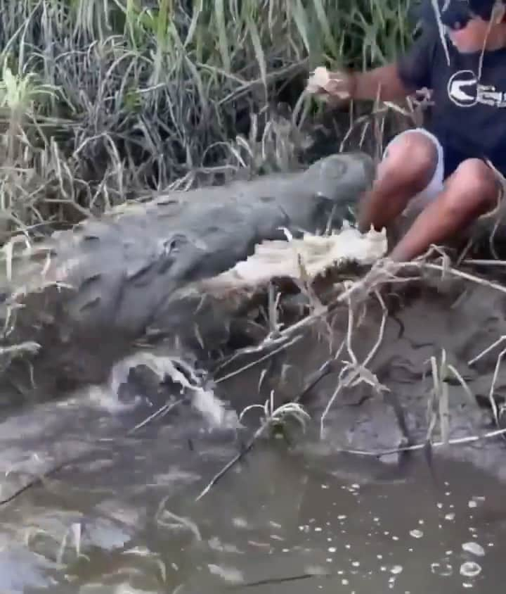 WildLifeのインスタグラム：「@discovercrocodiles 🐊 Video by @samoylovaoxana」