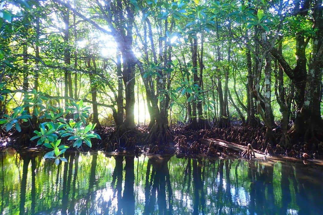 ワシントン・フェラーリさんのインスタグラム写真 - (ワシントン・フェラーリInstagram)「I miss Iriomote Island☺️🛶🐈🌲🌴」6月19日 8時33分 - washingtonferrari