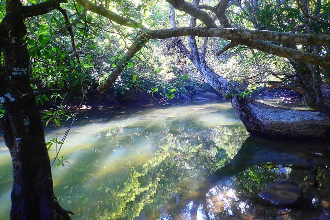 ワシントン・フェラーリさんのインスタグラム写真 - (ワシントン・フェラーリInstagram)「I miss Iriomote Island☺️🛶🐈🌲🌴」6月19日 8時33分 - washingtonferrari