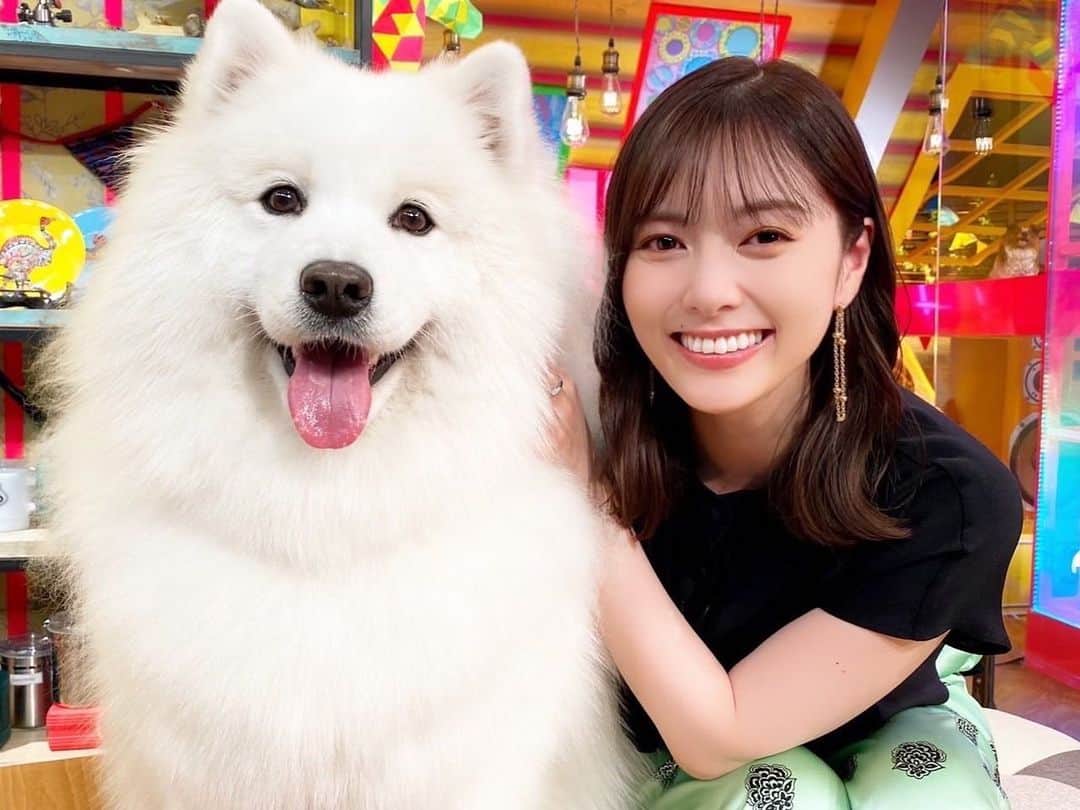 のインスタグラム：「サモエドのリンちゃん🤍  とってもお利口でふわふわ！ カメラ目線の笑顔がなんともたまらないです🥺  そんな可愛いリンちゃんが見れる、 ウラ撮れちゃいましたは今夜19時から 動物編です🐶🐱  ぜひ、見てください🐑🐏  @uratore_ex」