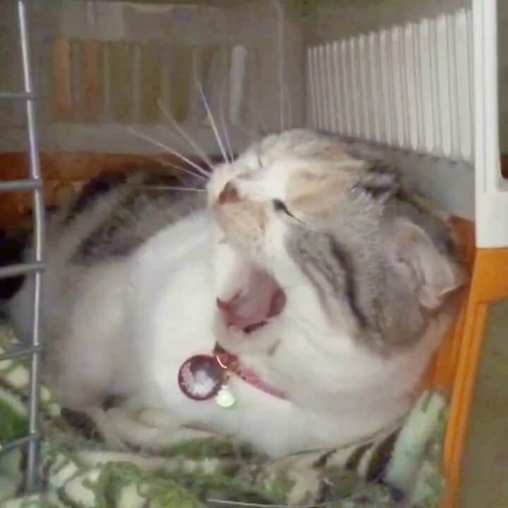 takegaeruのインスタグラム：「今週末はトップガン観に行く 絶対❗️  #cat #scottishfold #猫 #スコティッシュフォールド #三毛スコ友の会 #takemybreathaway」