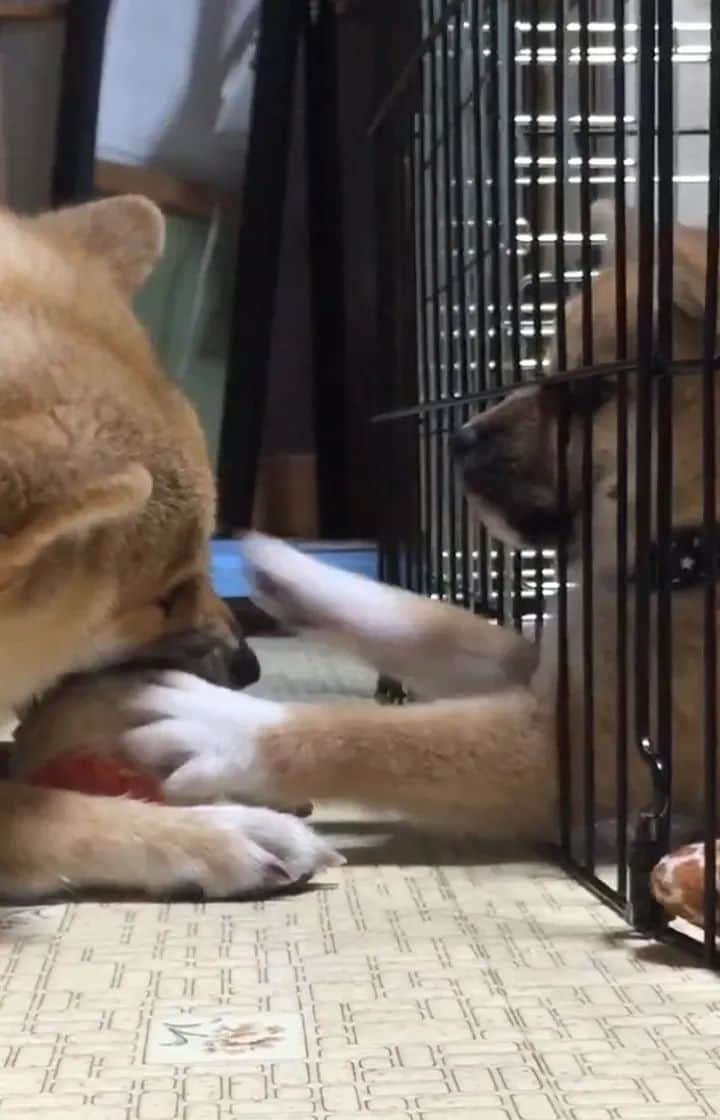 柴犬たま Shibainu Tamaのインスタグラム