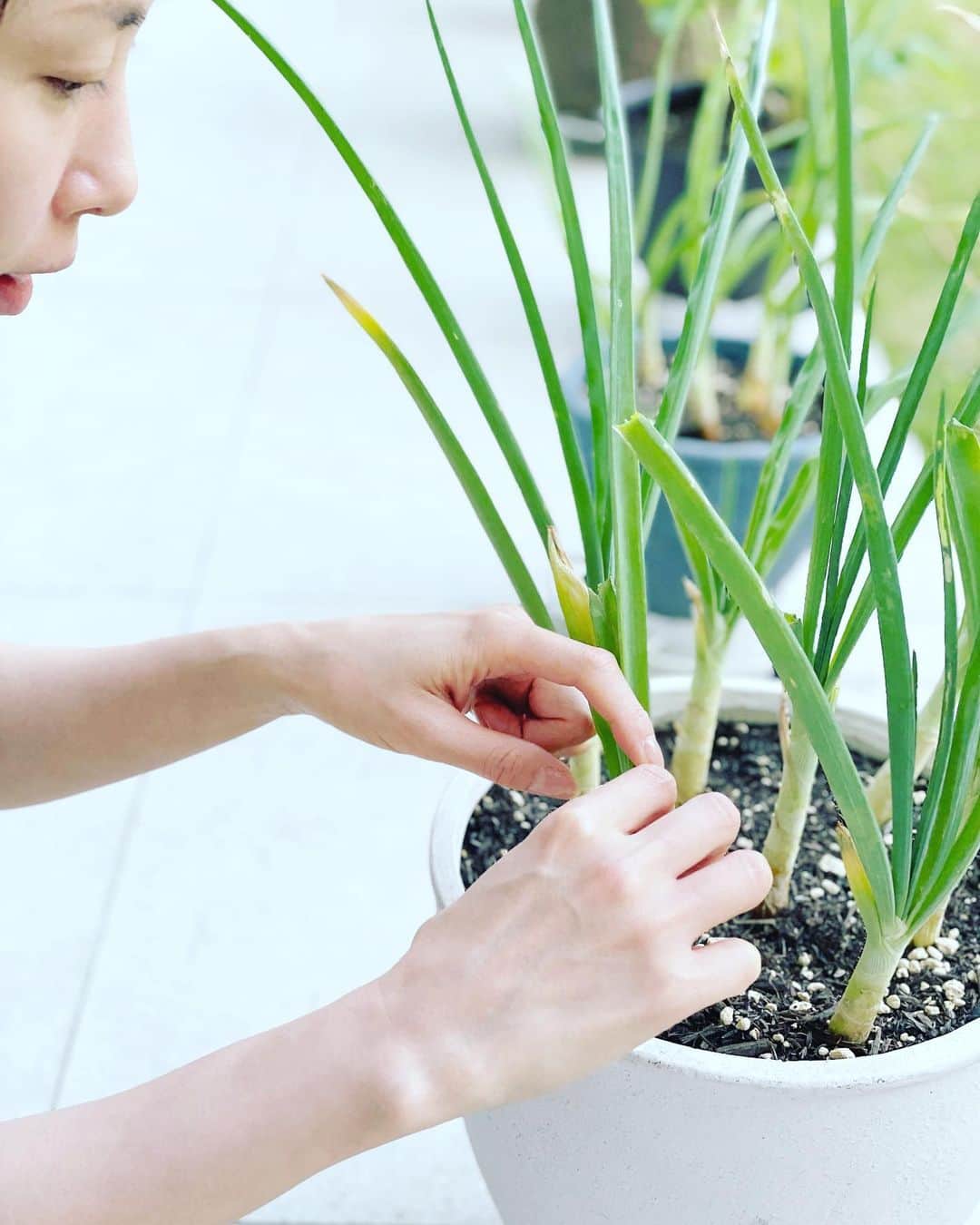 山口もえのインスタグラム：「・  ずーっと順調に育っていた小タマネギ ちょっと油断したら食べられてしまった！！ しかも退治しても退治しても こやつはいる… どうすりゃいいのさ😂  #家庭菜園#プランター菜園 #朝活 #虫退治 #いつも順調とは限らない #人生と同じ」