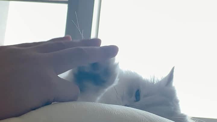 후추네큰언니のインスタグラム：「꽁냥꽁냥  #후추 #고양이 #cat」