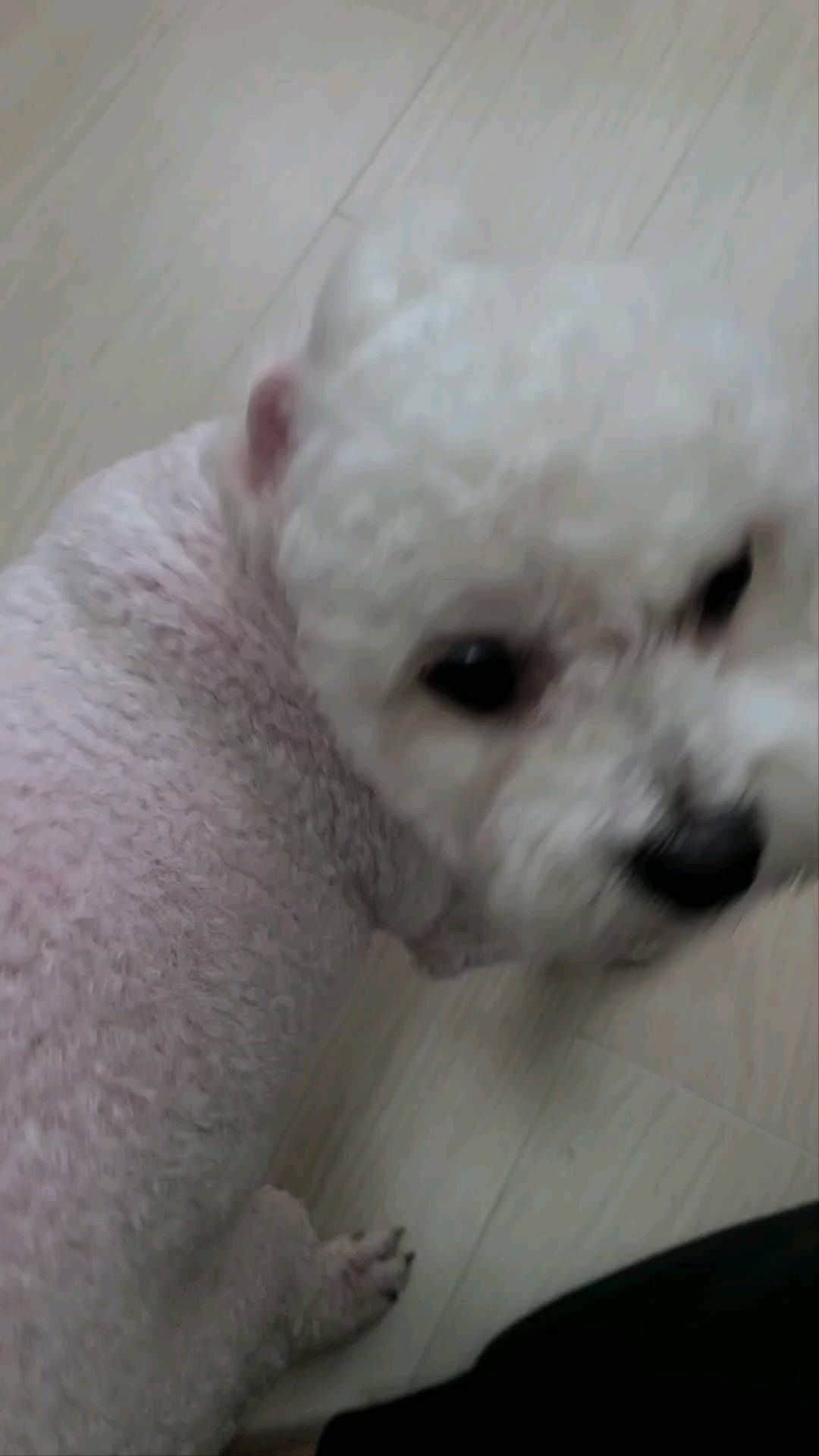 ソン・セヒョンのインスタグラム：「이쪽 손~~  ....나만 손 바꾸네 🐶 멍멍」