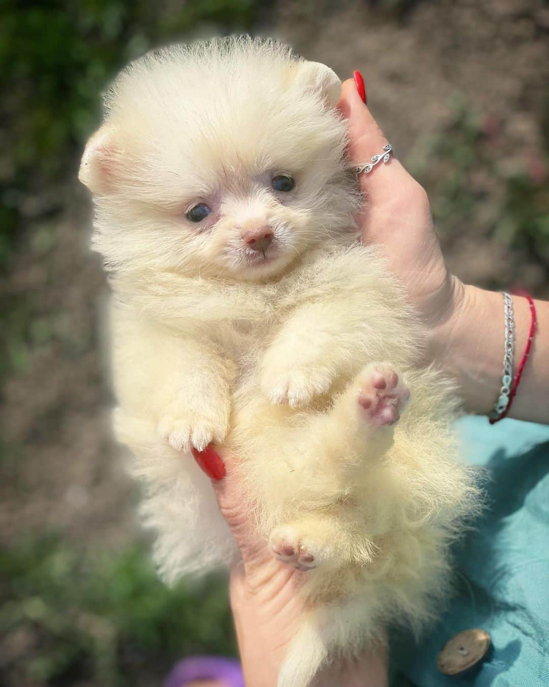 Puppy For Sale.さんのインスタグラム写真 - (Puppy For Sale.Instagram)「Крошечный белый мальчик померанского шпица ❤️😊⠀ ___ ⠀ Следите за нашими обновлениями и подписывайтесь👇 @artsimpatiya ⠀ Больше информации, фото и видео: Директ, на личном сайте питомника Арт Симпатия: www.artsimpatiya.ru」5月27日 1時53分 - artsimpatiya