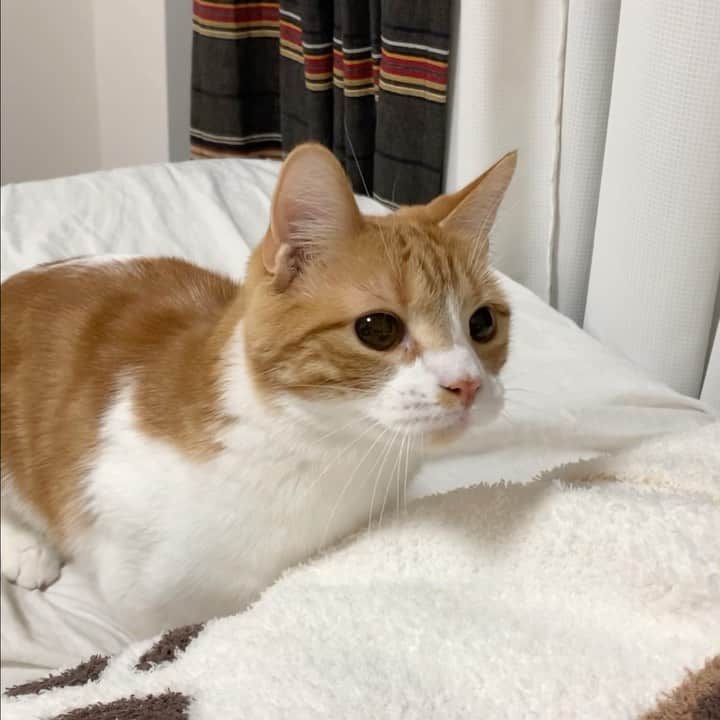 のってんのインスタグラム：「ぷるぷるぷるぷる😾」
