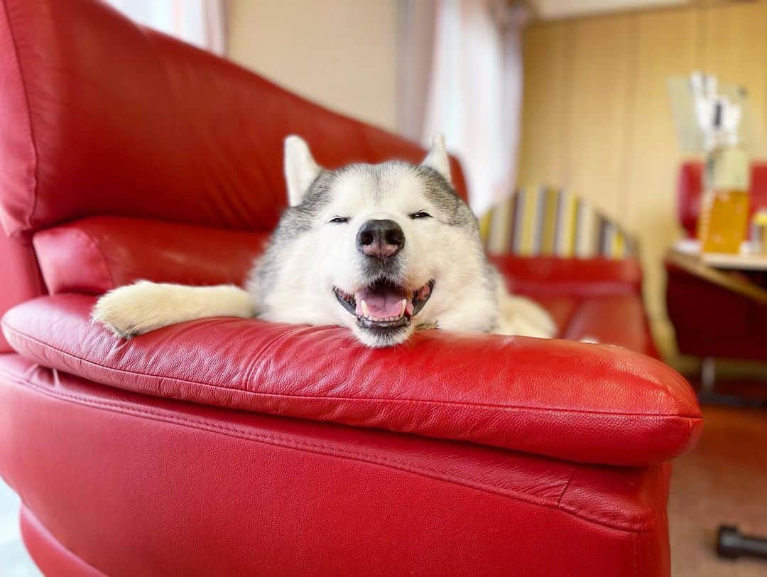 プピプピ文太のインスタグラム：「パーフェクトピースフルスマイル文ちゃん #siberianhusky #husky #dog #シベリアンハスキー　#犬」
