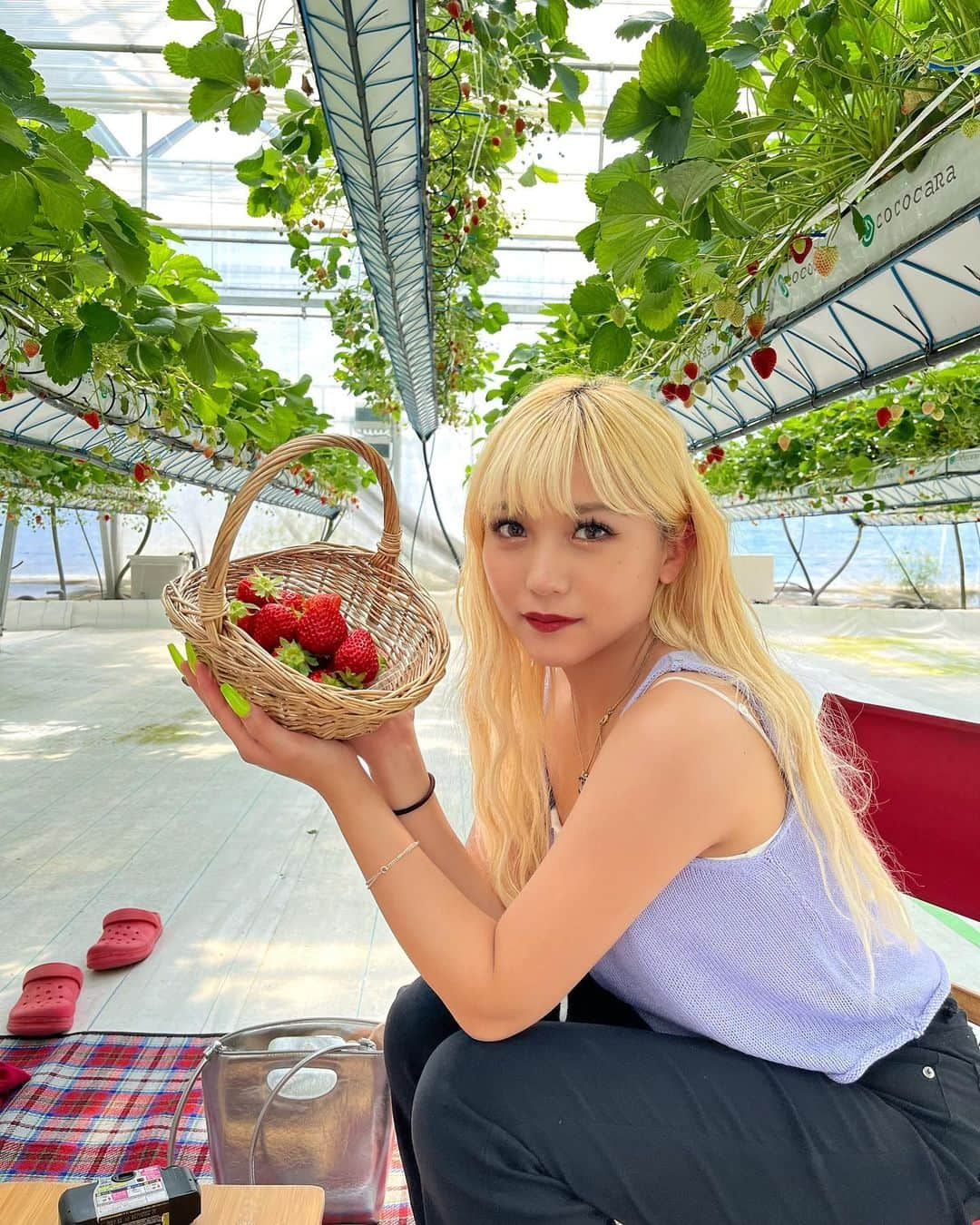 川崎怜奈さんのインスタグラム写真 - (川崎怜奈Instagram)「🍓🍓🍓 . . いちご全部甘くて美味しかった❤️❤️ . いい感じに映えてるのに、、 後ろのスリッパまで気が回らなかったです😂💦 . . . #淡路島 #淡路島観光 #淡路島カフェ #グリナリウム淡路島 #greenarium淡路島 #awaji #awajishima #淡路島グルメ」5月26日 22時32分 - layna_lllllll