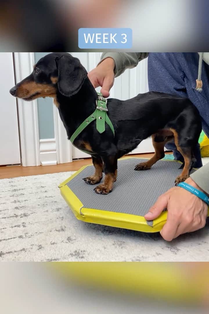 Crusoe the Celebrity Dachshundのインスタグラム：「“My 3 week update. I am happy to report I am doing well and making good progress. And I couldn’t have got this far without all the support from my caring fans… so thank you, sincerely ❤️‍🩹 #CrusoeStrong   ~ Crusoe」