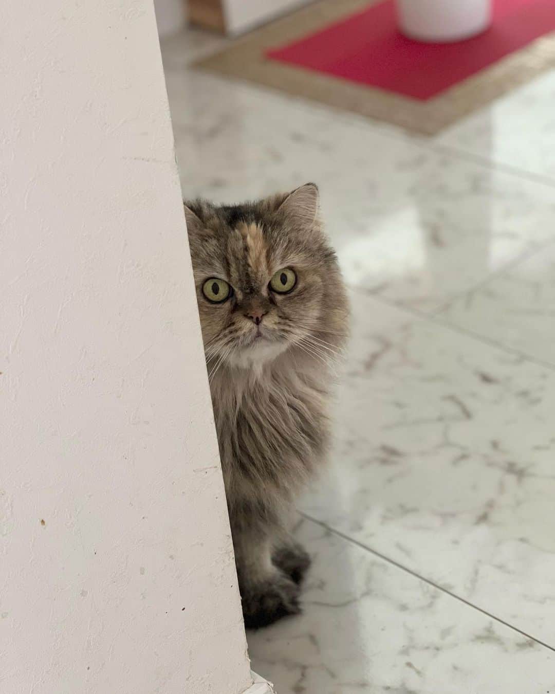 12 Chinchilla Persianのインスタグラム：「Happy 11th birthday Momo chan 😘🎂🎈, we love you so much ❤️   #cat #catsofinstagram #instacat #weeklyfluff」