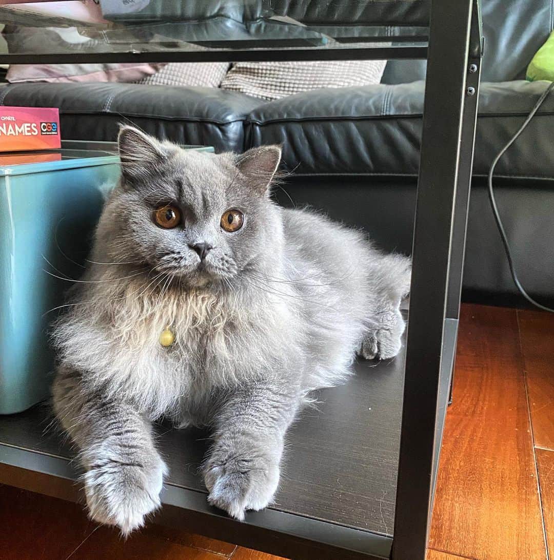ヒューバートのインスタグラム：「Hi, my name is Dorian Cheo, I love scritches and scratches and I refuse to let my butler wipe my eye boogers.」