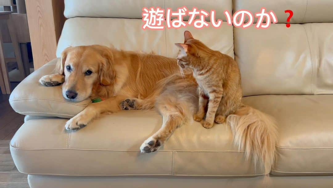 篠原信一のインスタグラム