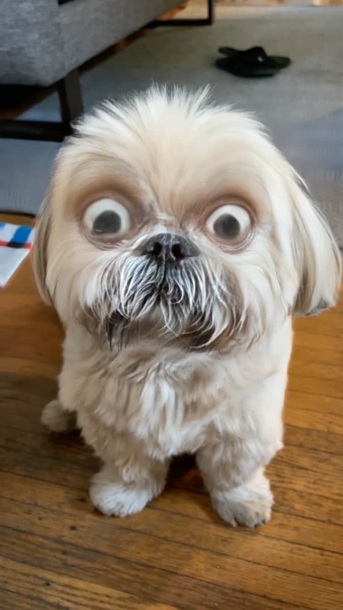 Dougie the Shih Tzuのインスタグラム：「Filter fun — #fridaymomentofzen」